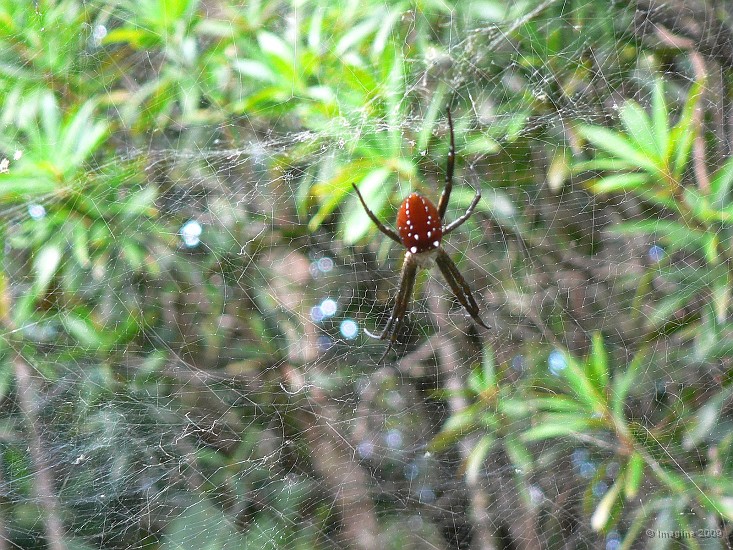 79- Une araignee tisse sa toile dans la foret cachee.JPG